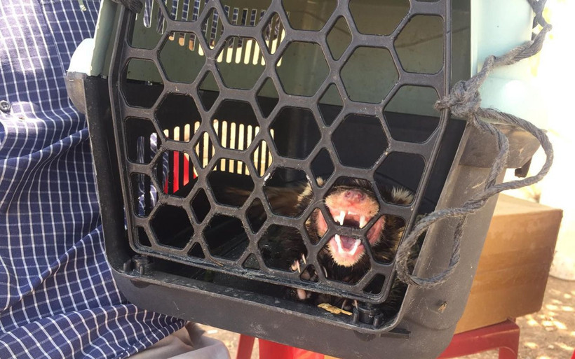 Koruma altındaki alaca sansar Mardin’de görüldü - Resim: 1