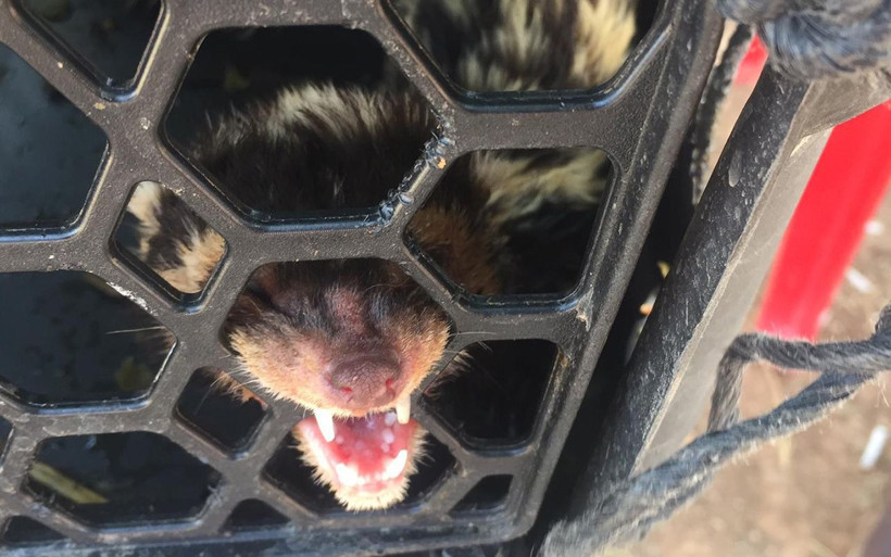 Koruma altındaki alaca sansar Mardin’de görüldü - Resim: 2