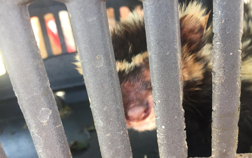 Koruma altındaki alaca sansar Mardin’de görüldü - Resim: 3