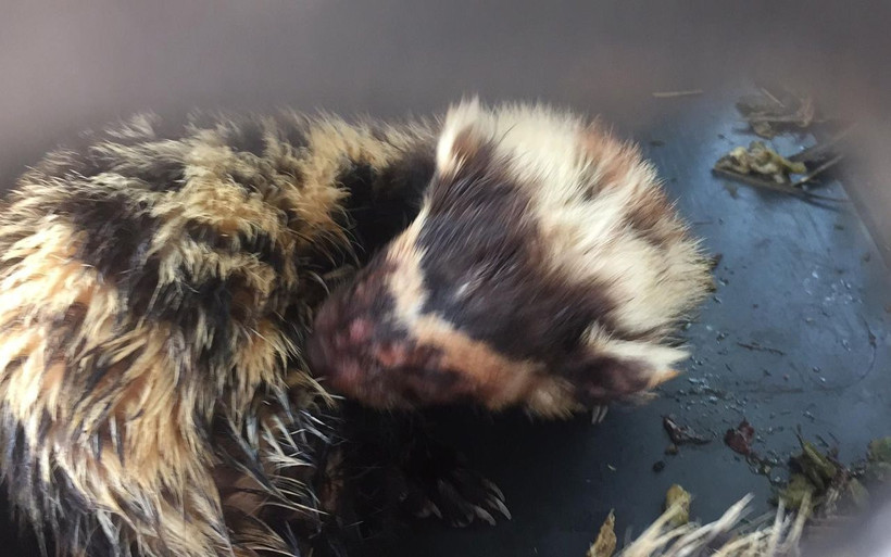 Koruma altındaki alaca sansar Mardin’de görüldü - Resim: 4