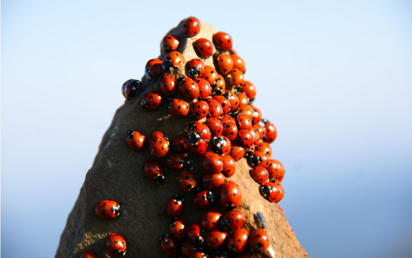 Kahramanmaraş'ta Uğur Böceği Şenliği'ne doğaseverlerin akını - Resim: 1