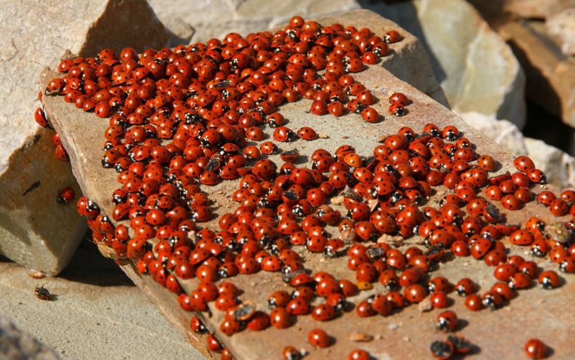 Kahramanmaraş'ta Uğur Böceği Şenliği'ne doğaseverlerin akını - Resim: 2