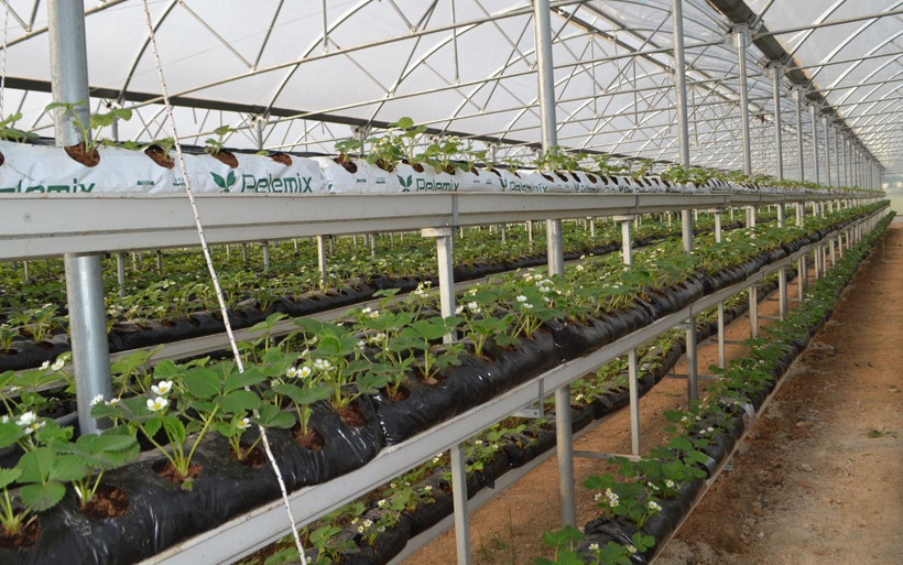 Bursa'da çilekleri bilgisayarlı sistemle yetiştiriyor - Resim: 1