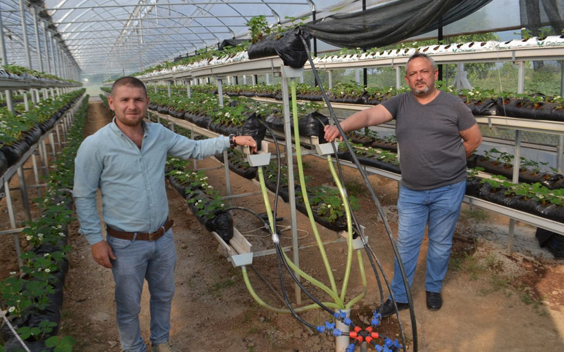 Bursa'da çilekleri bilgisayarlı sistemle yetiştiriyor - Resim: 2