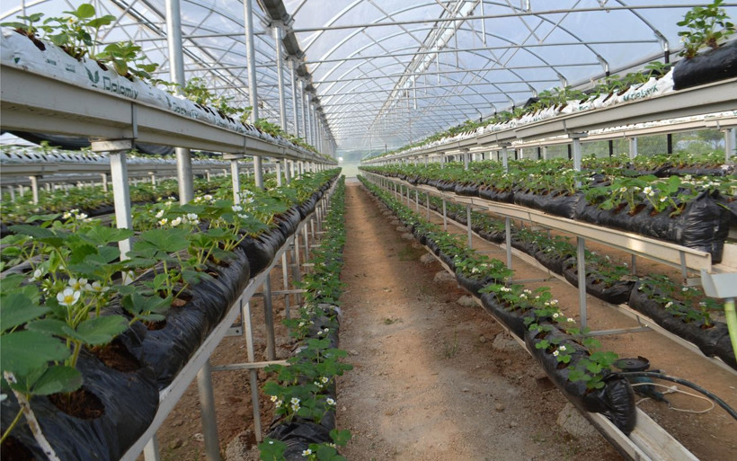 Bursa'da çilekleri bilgisayarlı sistemle yetiştiriyor - Resim: 3