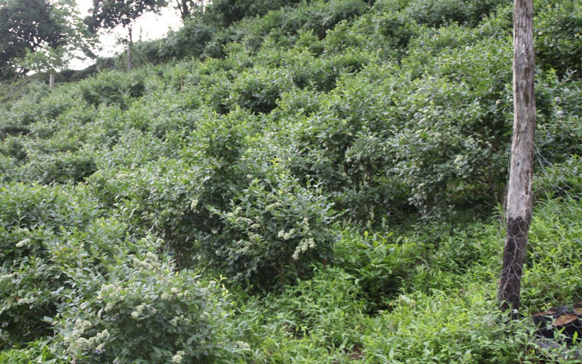 Çay üretiminden vazgeçti! Yeni ektiği şeyle daha fazla kazanıyor kilosu 28 lira - Resim: 2