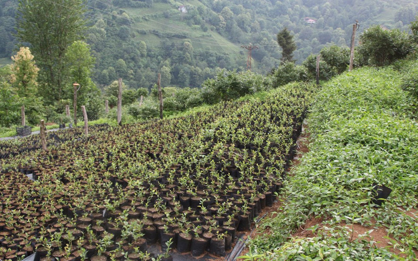 Çay üretiminden vazgeçti! Yeni ektiği şeyle daha fazla kazanıyor kilosu 28 lira - Resim: 1