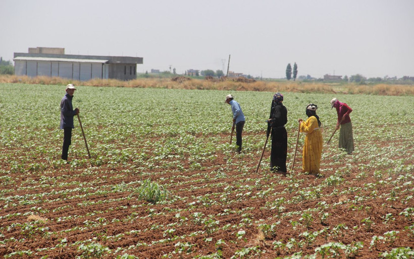 Tarım işçilerinin 50 derece sıcaklıkta 50 lira yevmiye ile zorlu mücadelesi - Resim: 2