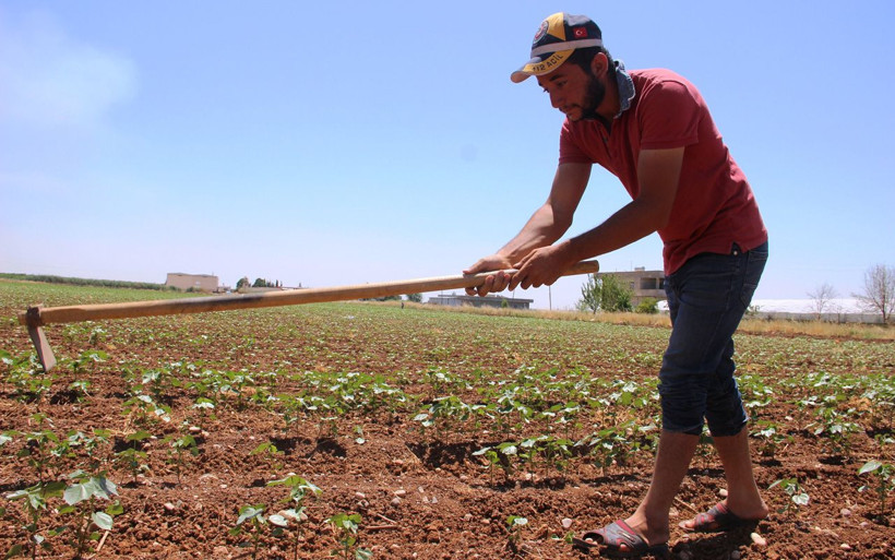Tarım işçilerinin 50 derece sıcaklıkta 50 lira yevmiye ile zorlu mücadelesi - Resim: 4