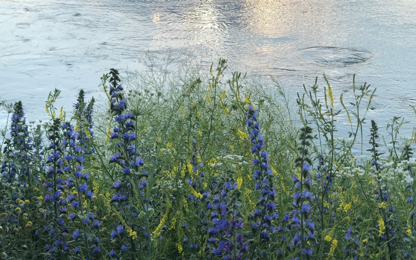 Kars'ta kartpostallık görüntüler ortaya çıktı, rengarenk çiçekler - Resim: 4