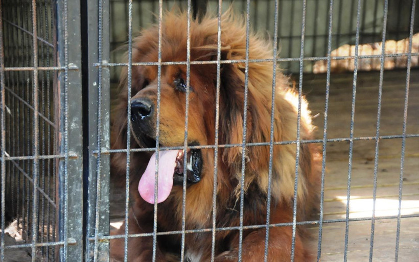 Fiyatları 200 bin liraya kadar çıkıyor! Hepsi servet değerinde - Resim: 4