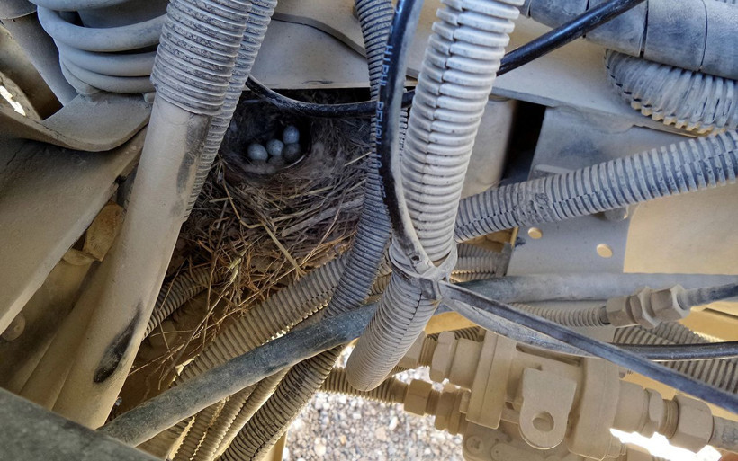 Bingöl'de motorunda kuşun yuva yaptığı kamyon seferden çekildi - Resim: 1