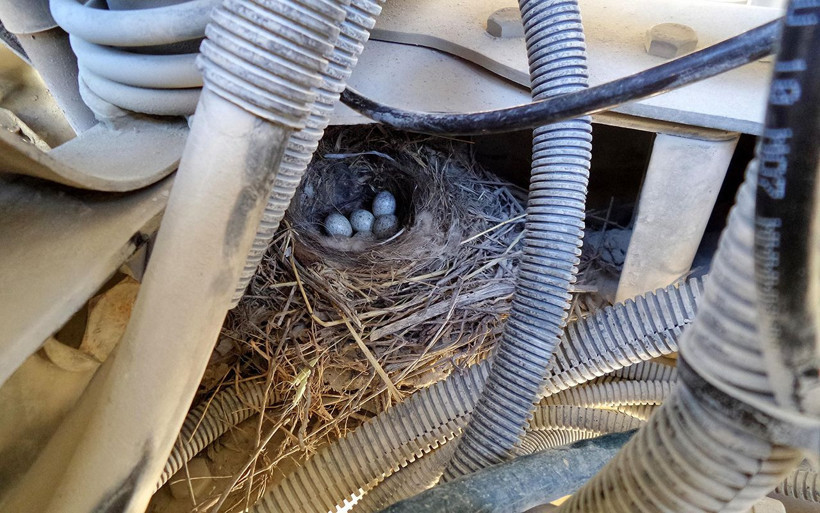 Bingöl'de motorunda kuşun yuva yaptığı kamyon seferden çekildi - Resim: 2
