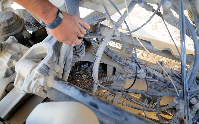 Bingöl'de motorunda kuşun yuva yaptığı kamyon seferden çekildi - Resim: 3