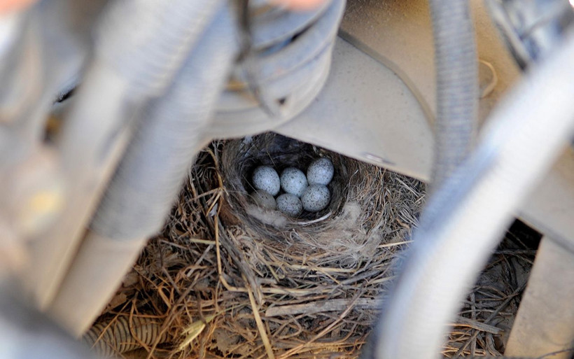Bingöl'de motorunda kuşun yuva yaptığı kamyon seferden çekildi - Resim: 4