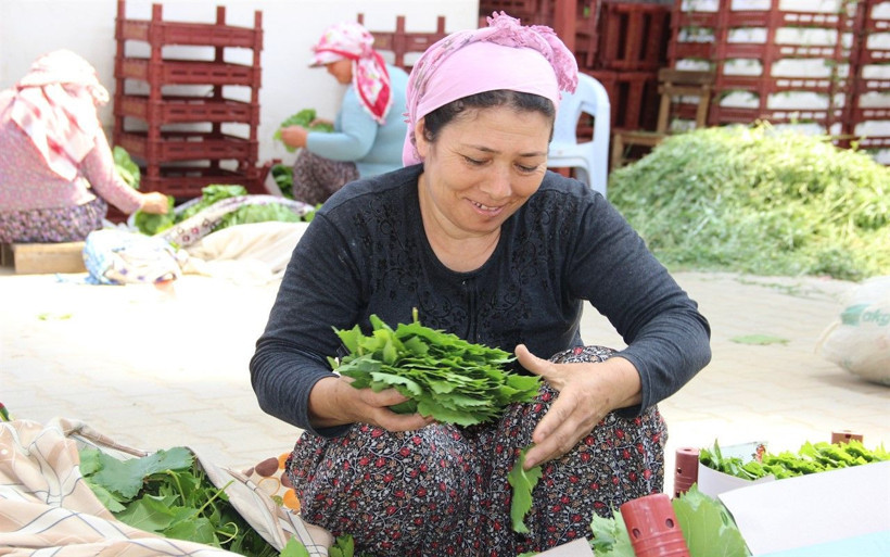 Yaprak toplayarak haftada 2 bin 500 lira kazanıyorlar - Resim: 1