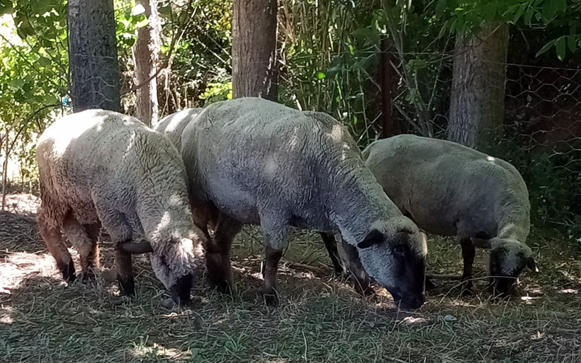 Bu koyunların doğmamış kuzuları için sıra veriliyor - Resim: 2