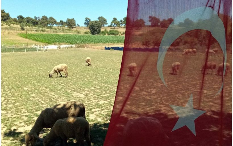 Bu koyunların doğmamış kuzuları için sıra veriliyor - Resim: 3