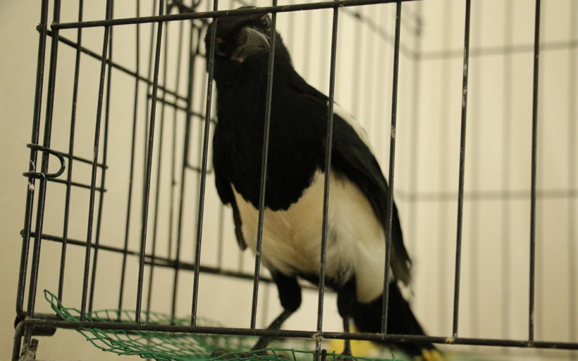 Onlar için şarkı besteledi! Tam 200 tanesi ile birlikte yaşıyor - Resim: 3