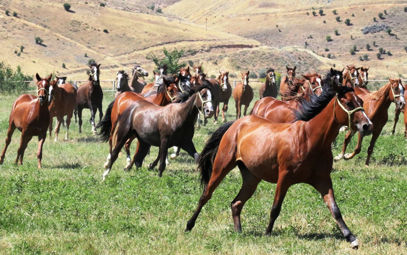 Safkan Arap Atları işte böyle yetişiyor! - Resim: 1