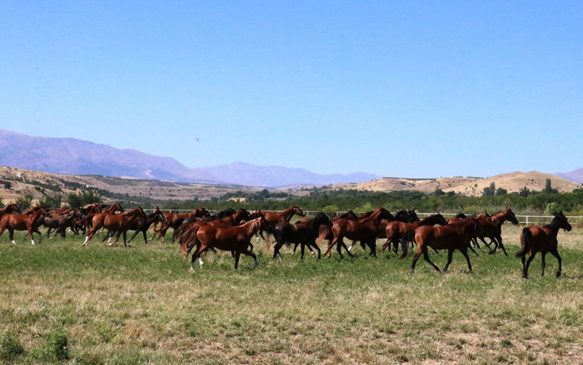 Safkan Arap Atları işte böyle yetişiyor! - Resim: 2