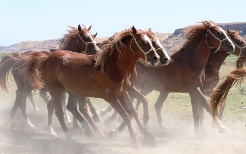 Safkan Arap Atları işte böyle yetişiyor! - Resim: 3