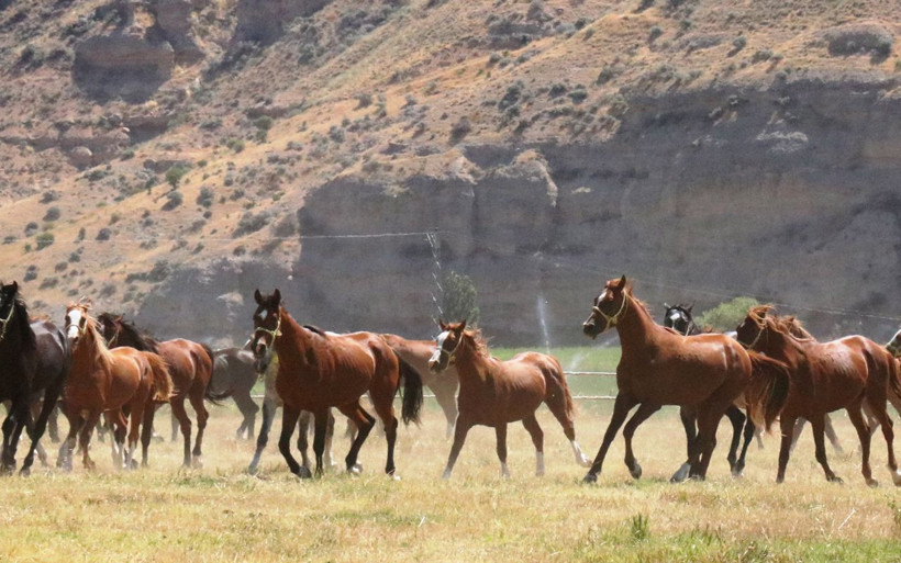 Safkan Arap Atları işte böyle yetişiyor! - Resim: 4
