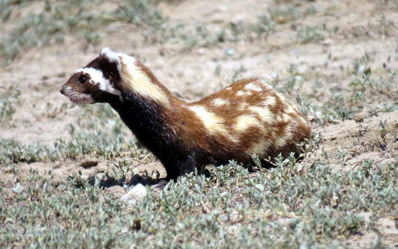 Nesilleri tükenmek üzere ama Kayseri'de 3 tanesi görüntülendi! Nerede yaşadıklarına bakın - Resim: 4