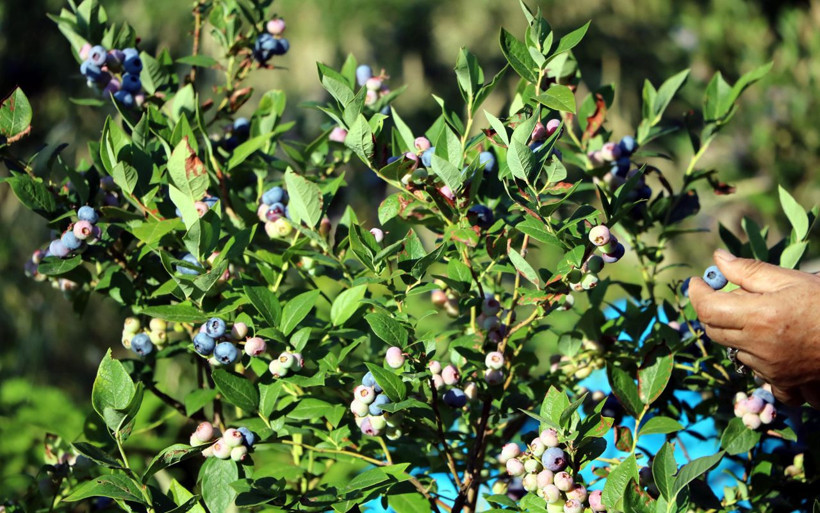 Emekli çocuk doktoru mavi yemiş yetiştirmeye başladı! Siparişlere yetişemiyor - Resim: 1