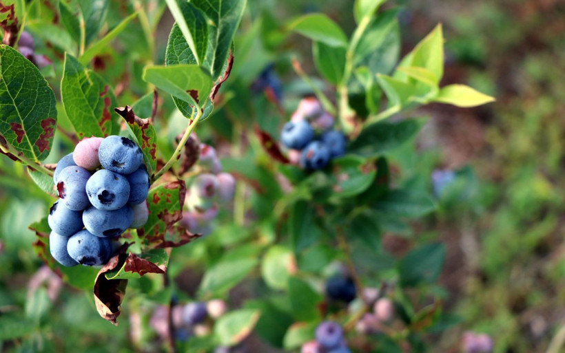 Emekli çocuk doktoru mavi yemiş yetiştirmeye başladı! Siparişlere yetişemiyor - Resim: 2