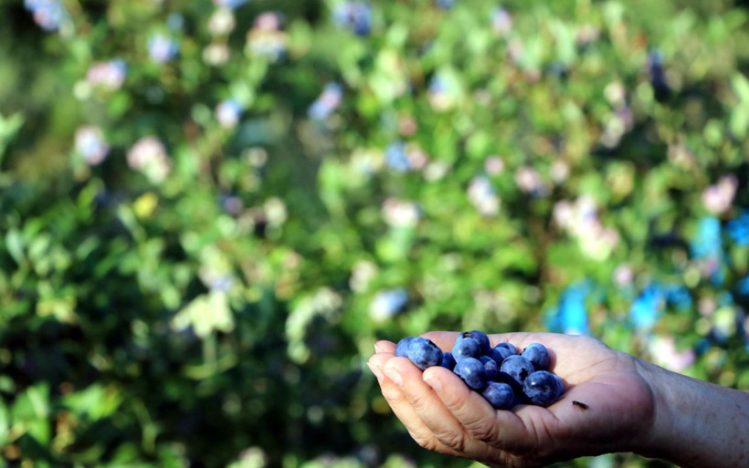 Emekli çocuk doktoru mavi yemiş yetiştirmeye başladı! Siparişlere yetişemiyor - Resim: 3