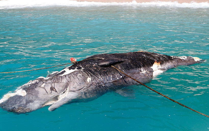 Muğla Fethiye'de ölü balina kıyıya vurdu - Resim: 2