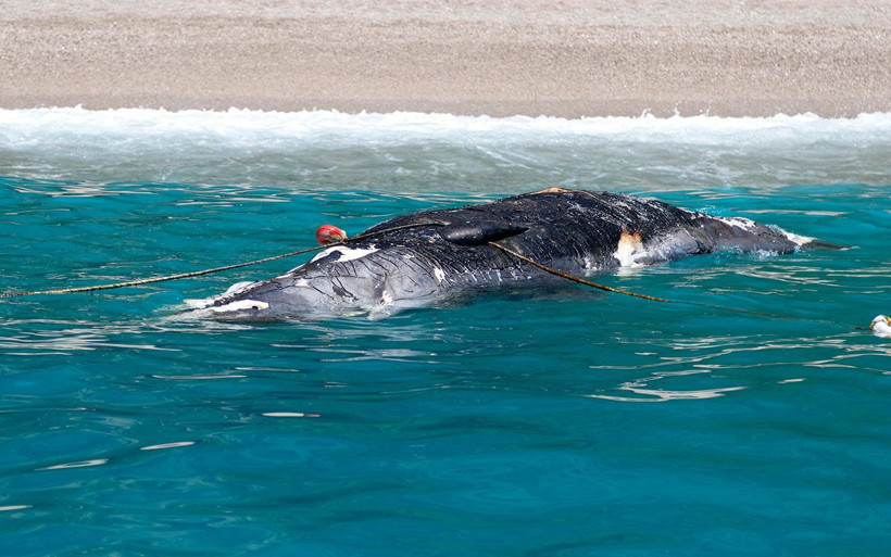 Muğla Fethiye'de ölü balina kıyıya vurdu - Resim: 3