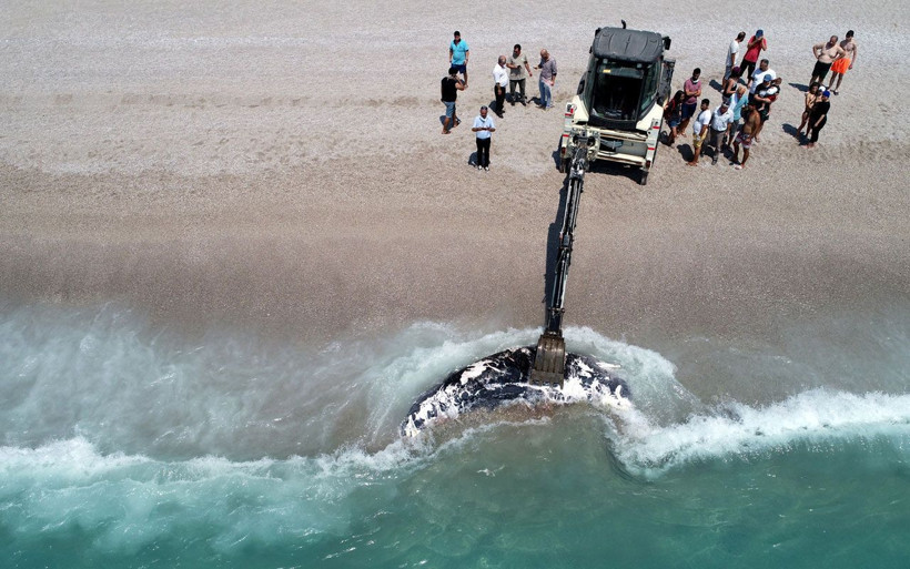 Ölüdeniz'de üç metre uzunluğundaki balina karaya vurdu! Gören telefona sarıldı - Resim: 4