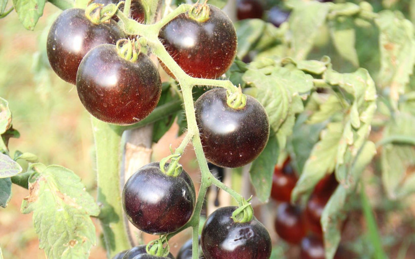 Mersin'de bu domatesleri gönüllüler yetiştiriyor rengini görenler şaşırıyor - Resim: 2
