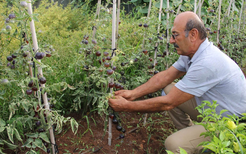 Mersin'de bu domatesleri gönüllüler yetiştiriyor rengini görenler şaşırıyor - Resim: 4