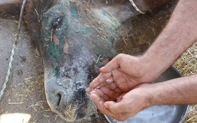Halıya sarılıp ölüme terk edilmişti o eşekten iyi haber - Resim: 1