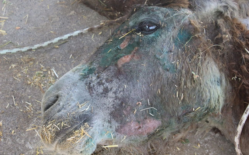 Halıya sarılıp ölüme terk edilmişti o eşekten iyi haber - Resim: 2