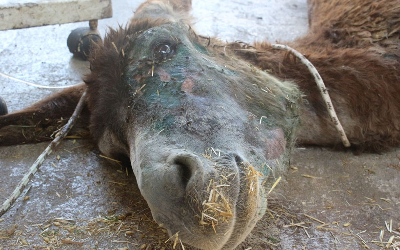 Halıya sarılıp ölüme terk edilmişti o eşekten iyi haber - Resim: 3