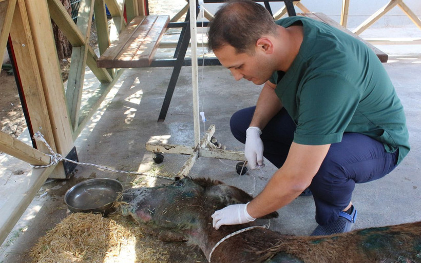 Halıya sarılıp ölüme terk edilmişti o eşekten iyi haber - Resim: 4