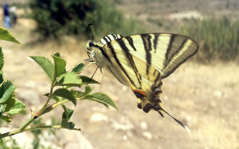 Eşine nadir rastlanıyorken Sivas'ta görüldü! Çevredekiler bir anda telefona sarıldı - Resim: 4