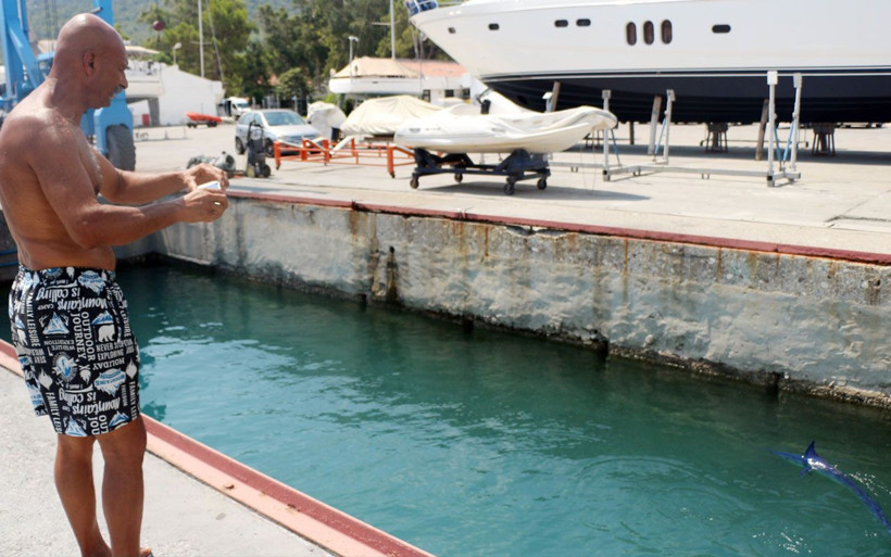 Mavi yelken balığı Antalya Kemer'de görüntülendi! Dünyanın en hızlısı - Resim: 2
