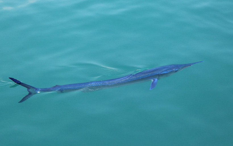 Mavi yelken balığı Antalya Kemer'de görüntülendi! Dünyanın en hızlısı - Resim: 4