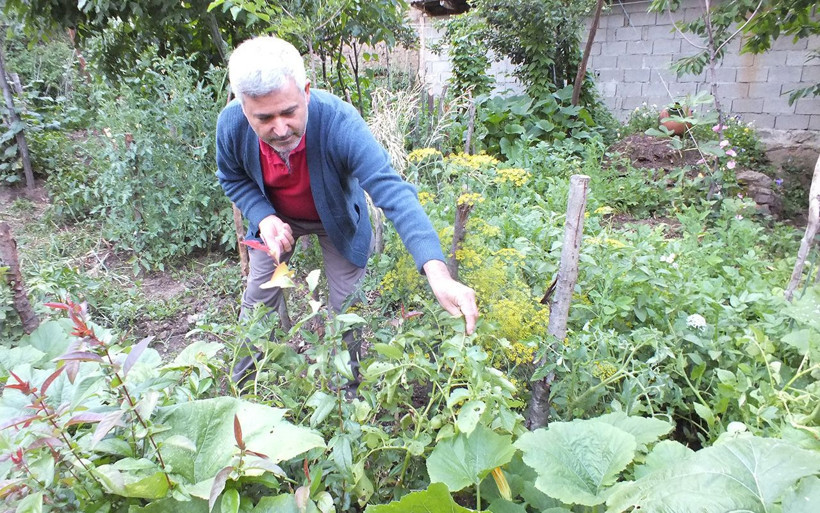 Bilecik'te ekilen patatesleri içinden domates çıktı - Resim: 1