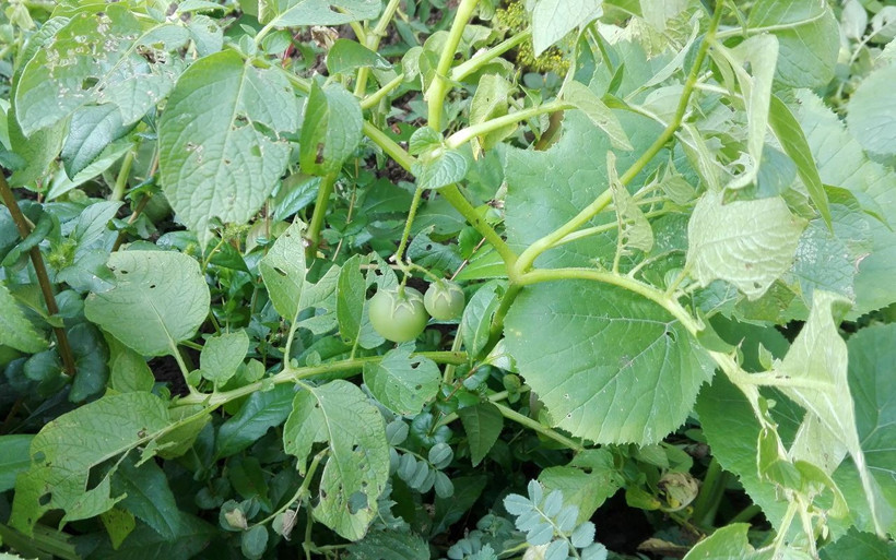 Bilecik'te ekilen patatesleri içinden domates çıktı - Resim: 2