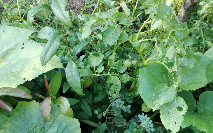 Bilecik'te ekilen patatesleri içinden domates çıktı - Resim: 3