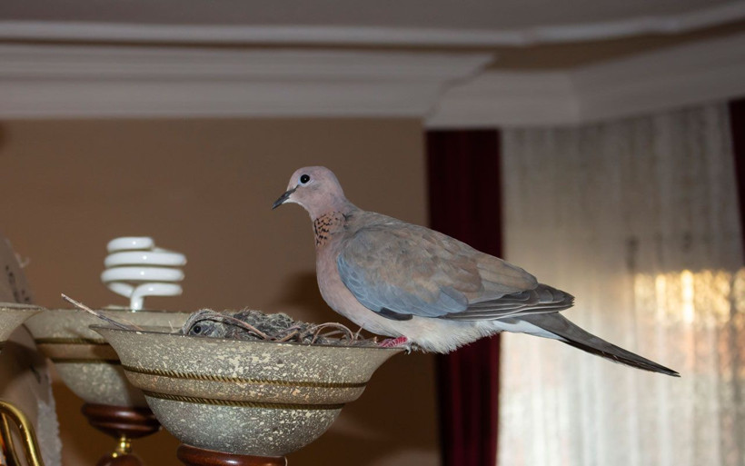 Kuş salona yuva yapıp yerleşti! 2 yavrusu olan kuş ikram kabul etmiyor - Resim: 4