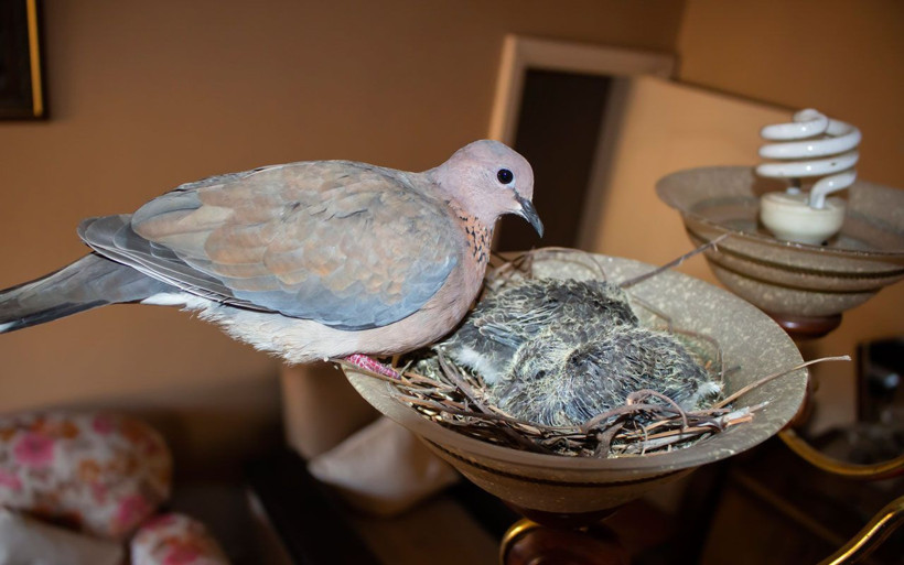 Kuş salona yuva yapıp yerleşti! 2 yavrusu olan kuş ikram kabul etmiyor - Resim: 3