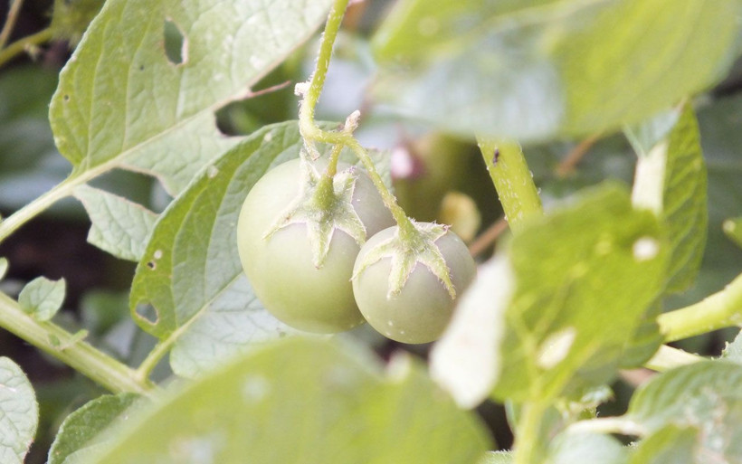 Gözlerine inanamadılar! Ektikleri patatesler domates verdi - Resim: 2