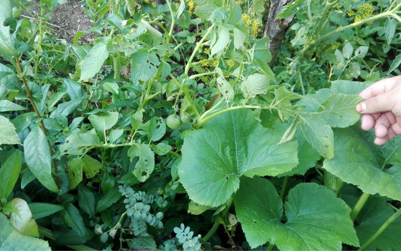Gözlerine inanamadılar! Ektikleri patatesler domates verdi - Resim: 3